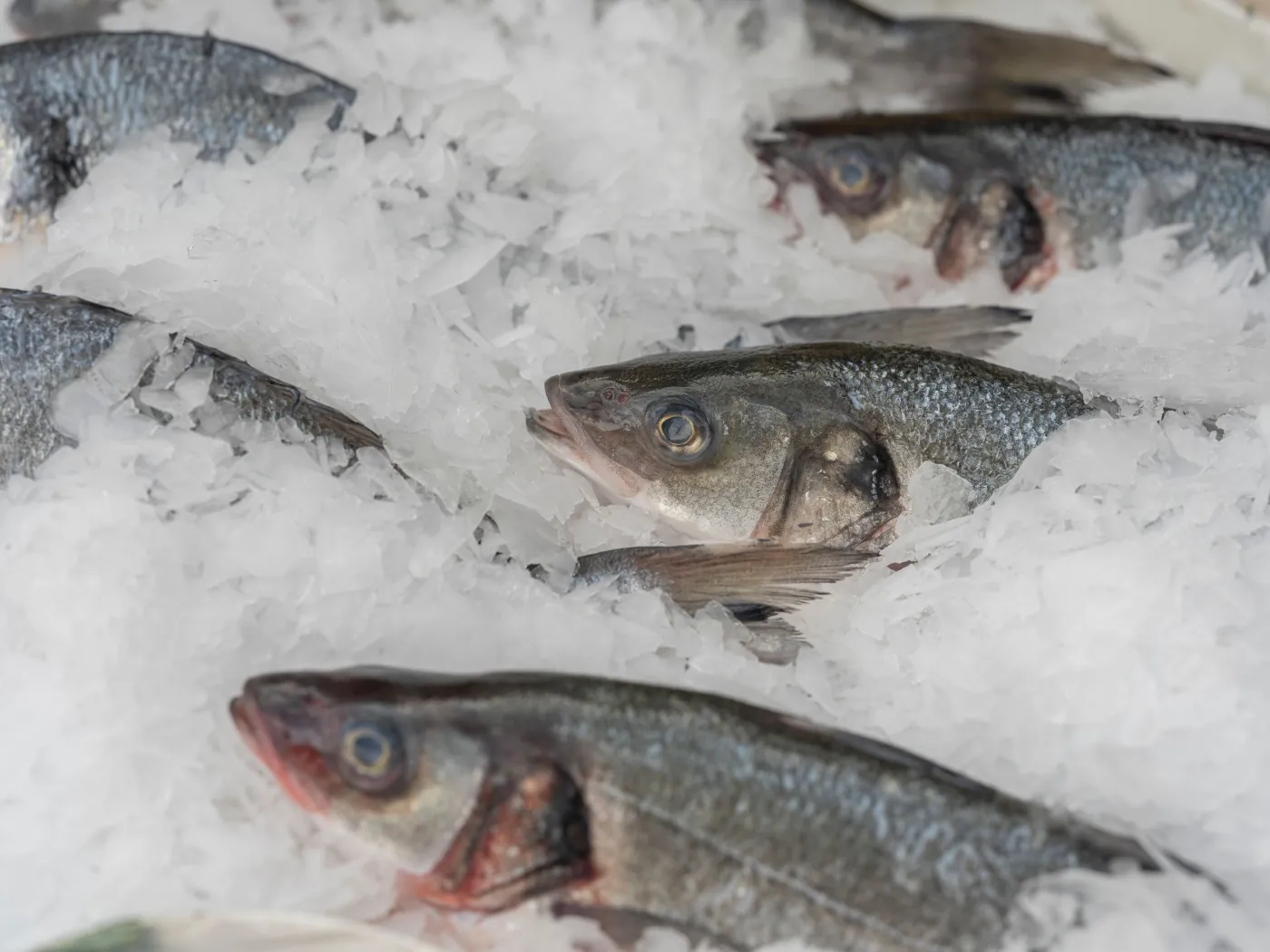 Whole fish packed on crushed ice